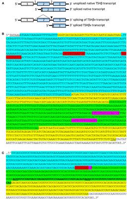 Novel Splicing of Immune System Thyroid Stimulating Hormone β-Subunit—Genetic Regulation and Biological Importance